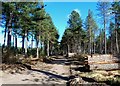 Timber Operations in Roseisle Forest in IV30 5YP