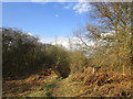 Track into Skippingdale Plantation in DN15 8QF