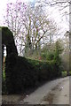 Hedge on Sheepwash Lane with magnolia in flower in RG26 5SF
