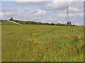 Farmland with flowers, Kimpton Down in SP11 8PQ