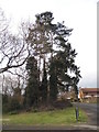 Tree on the corner of The Fieldings, Horley in RH6 9SF