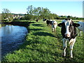 Cattle beside River Axe in EX13 5RG