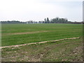 Farmland near Maypole Green in NR14 6NU