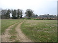 The track from Raveningham to Hales in NR14 6NR