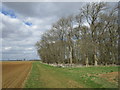 Track and unnamed plantation in Ashby de la Launde, Digby & Scopwick Ward