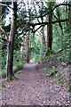 Coastal Path in the woods above Culver Cliff in TA24 5UP