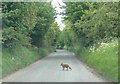 Fox, crossing Ashwicke Road in SN14 8AB