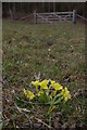 Primroses, Burnt Gorse in TN14 7RA
