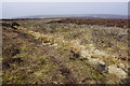 Managed heather on Roms Greave Hill in BD22 0JJ