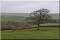 Mid Devon : Countryside Scenery in EX16 8LD