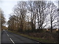 Trees along Woodhatch Road in RH2 7QA