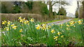 Wild daffodils by a Gloucestershire lane in GL18 1NQ