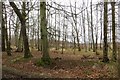 Wood near Longleys in PH12 8TE