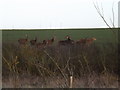 Deer grazing off Halesworth Road in IP17 2JU