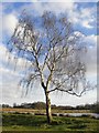 Silver birch by the Lower Pen Pond in TW10 5HR