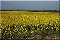 Field of oil Seed Rape, Sheriff's Lench in WR11 4SN
