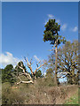 Dead oak and Scots pine in IP13 0PH