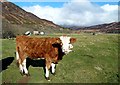 Helmsdale Beef in KW8 6HU