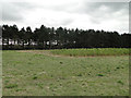 Shelterbelt of pines and gamebird feed in set-aside in IP12 3PJ