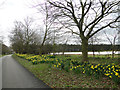 A splash of Daffs in the driveway in IP12 3PQ