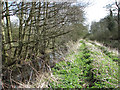Drainage ditch beside track in Loddon & Chedgrave Ward