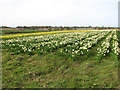Daffodil crop field by Rockland St Mary in NR14 7FD