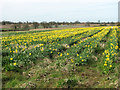 A field of daffodils in NR14 7FD