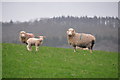 Mid Devon : Grassy Field & Sheep in EX16 8BN
