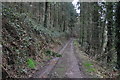 Mid Devon : Woodland Track in EX16 8BN