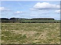 Rough pasture near Nunriding Hall in Meldon
