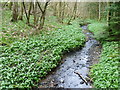 Stream in Manning's Wood in TN16 1ND