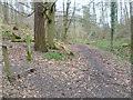 Junction of paths in Manning's Wood in TN16 1LU