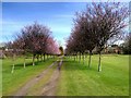 Avenue of Trees on Avro Golf Course in SK7 1GZ