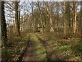 Path in Gibson Wood, Adlington Estate in SK7 1AG