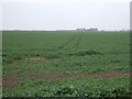 Crop field off Cox's Drove in PE6 0NE