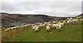 Sheep above the Rhondda Fawr valley in CF41 7QR