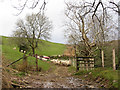 Sheep on a path in Cwm Bodringallt in CF41 7QR