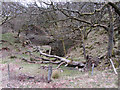 Fallen tree near a disused quarry above Cwm Rhondda Fach in CF43 4SB