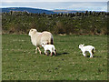 Spring lambs in the Rhondda in CF39 9UE