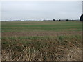 Fenland east of Lutton Gate Road  in The Saints Ward