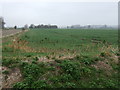 Crop field near Inley Drove Farm in PE12 0DZ