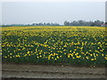 Field of daffodils near Ash Farm in PE12 8SD