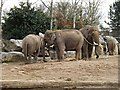 Asiatic elephants  (Elephas maximus) in CH2 4BG
