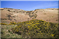 Gorse on the lower slopes of Bishop Hill in KY13 9HN