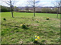 Daffodils at Lordship Recreation Ground in N15 5DH