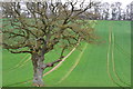 New shoots and old tree, Moorcourt Farm in SO21 2NE