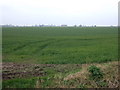 Crop field off Hull's Drove (B1166) in PE6 0JT