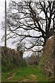 East Devon : Grassy Track in EX5 2SD