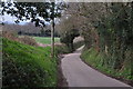 East Devon : Country Lane in EX5 2SA
