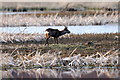 Roe Deer (Capreolus capreolus), Loch of Kinnordy in DD8 5HU